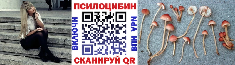 блэк спрут как зайти  Тында  Галлюциногенные грибы прущие грибы 